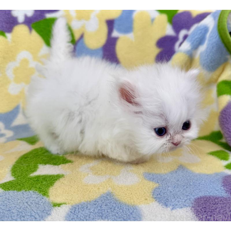 販売中の神奈川県のミヌエット-139487の9枚目