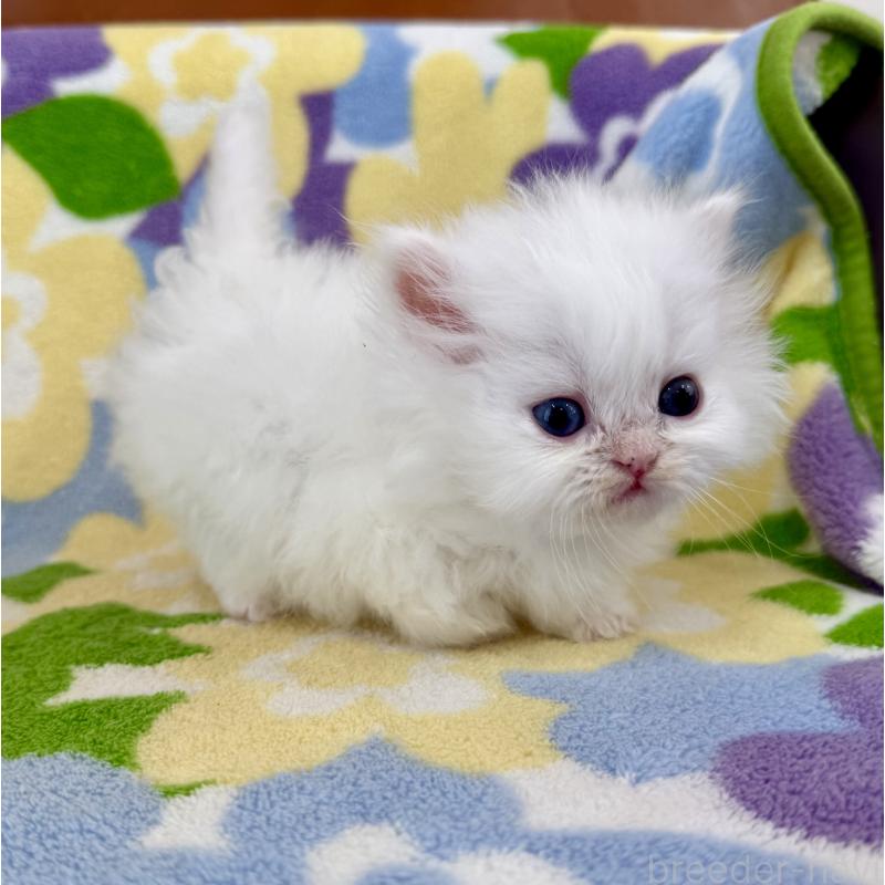 販売中の神奈川県のミヌエット-139487の8枚目