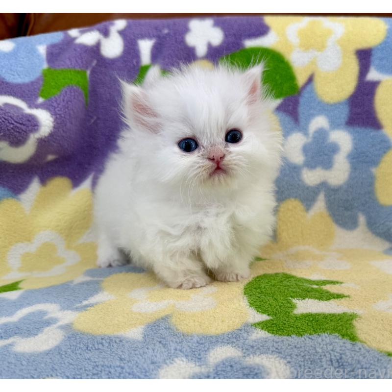 販売中の神奈川県のミヌエット-139487の6枚目