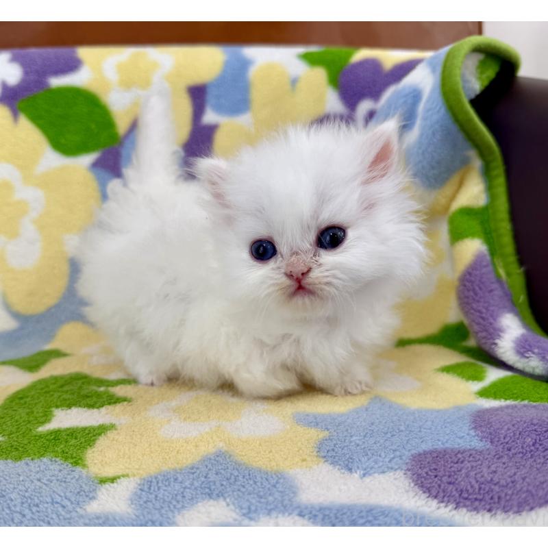 販売中の神奈川県のミヌエット-139487の5枚目