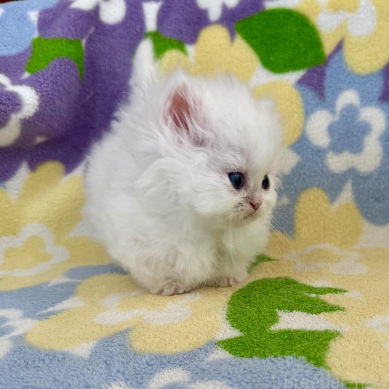 販売中の神奈川県のミヌエット-139487の4枚目