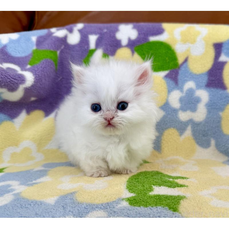 販売中の神奈川県のミヌエット-139487の3枚目