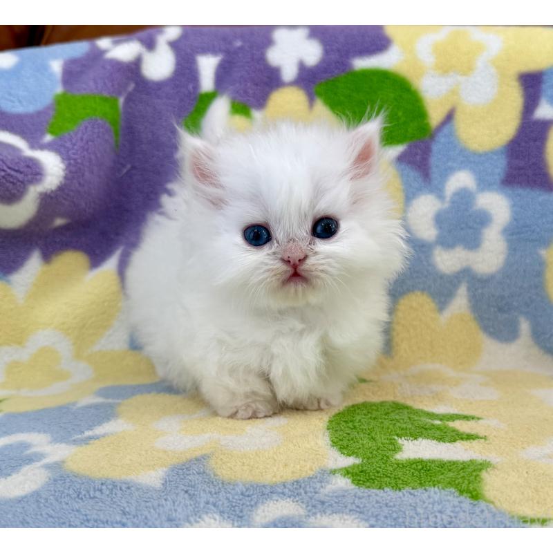 販売中の神奈川県のミヌエット-139487の1枚目