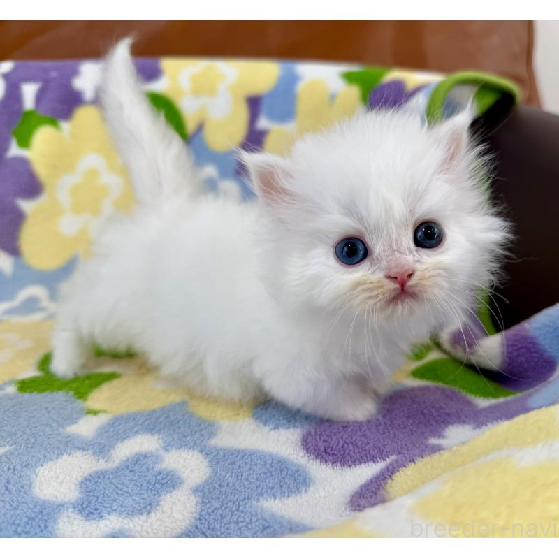 販売中の神奈川県のミヌエット-139488の9枚目