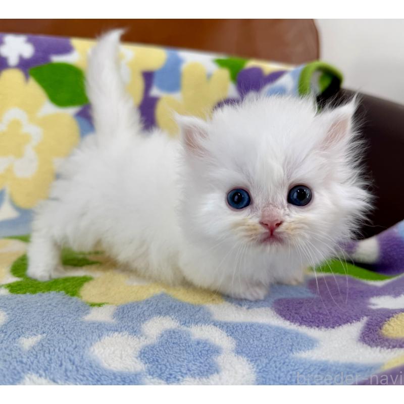 販売中の神奈川県のミヌエット-139488の7枚目