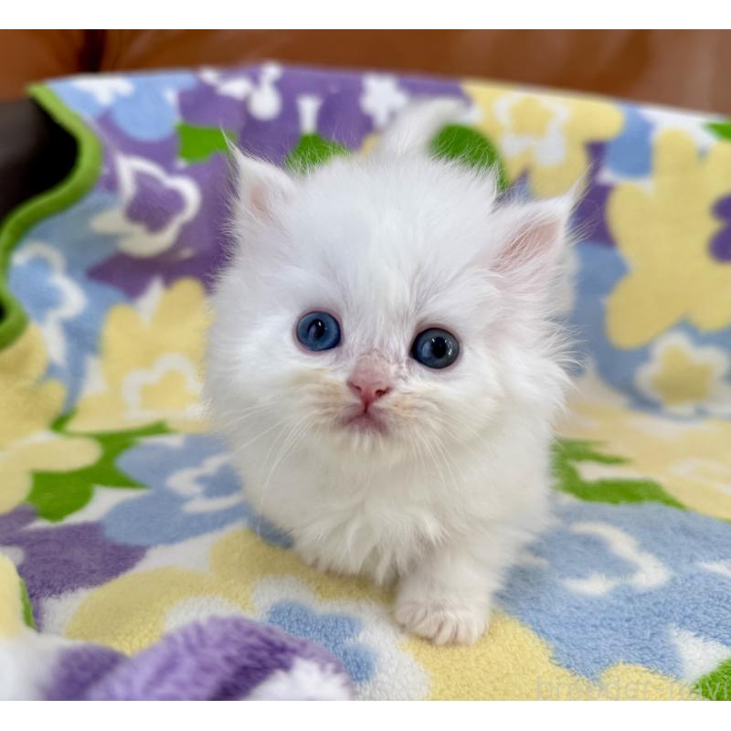 販売中の神奈川県のミヌエット-139488の6枚目