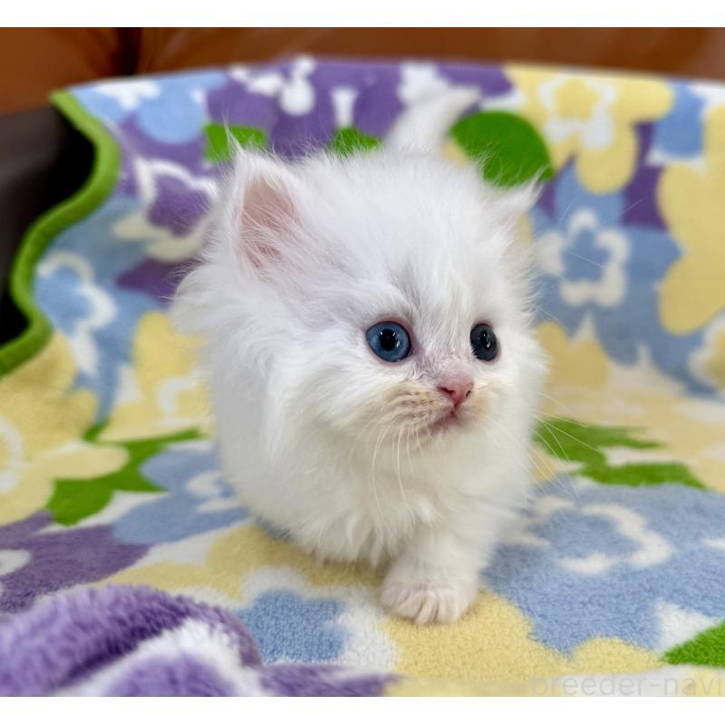 販売中の神奈川県のミヌエット-139488の5枚目