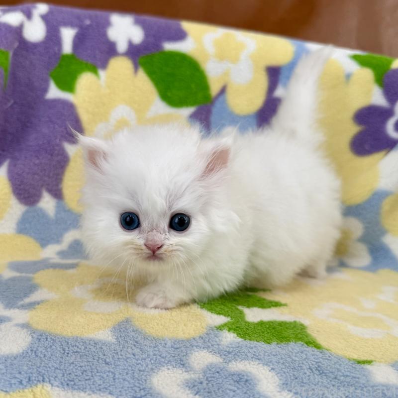 販売中の神奈川県のミヌエット-139488の4枚目