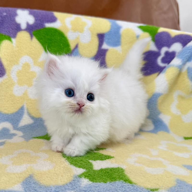 販売中の神奈川県のミヌエット-139488の3枚目