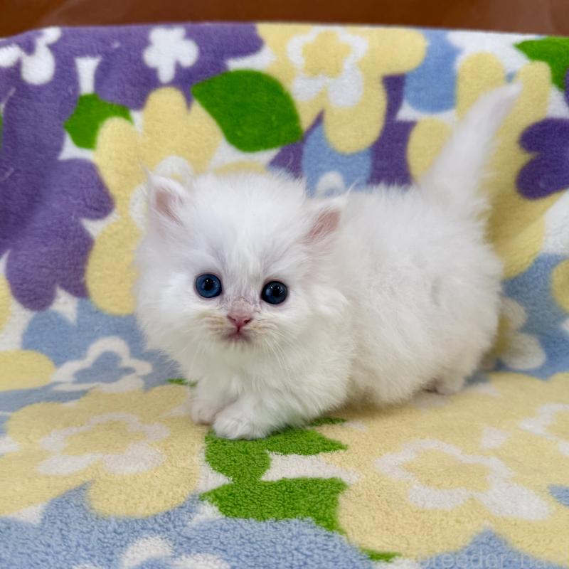 販売中の神奈川県のミヌエット-139488の1枚目