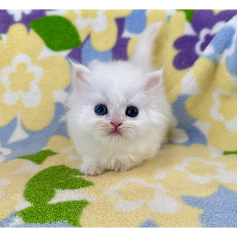 販売中の神奈川県のミヌエット-139488の2枚目