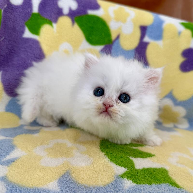 販売中の神奈川県のミヌエット-139489