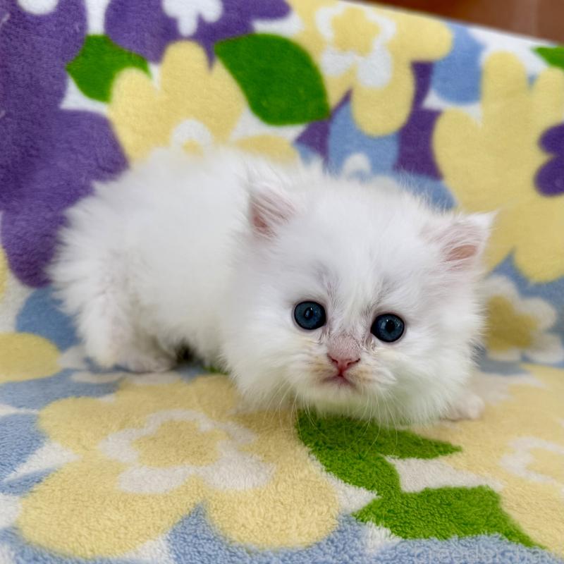 販売中の神奈川県のミヌエット-139489の9枚目