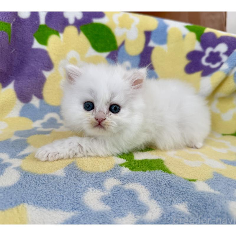 販売中の神奈川県のミヌエット-139489の8枚目