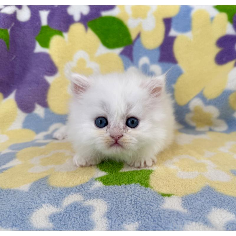 販売中の神奈川県のミヌエット-139489の7枚目