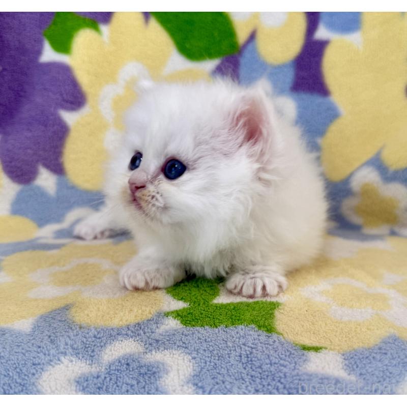 販売中の神奈川県のミヌエット-139489の6枚目