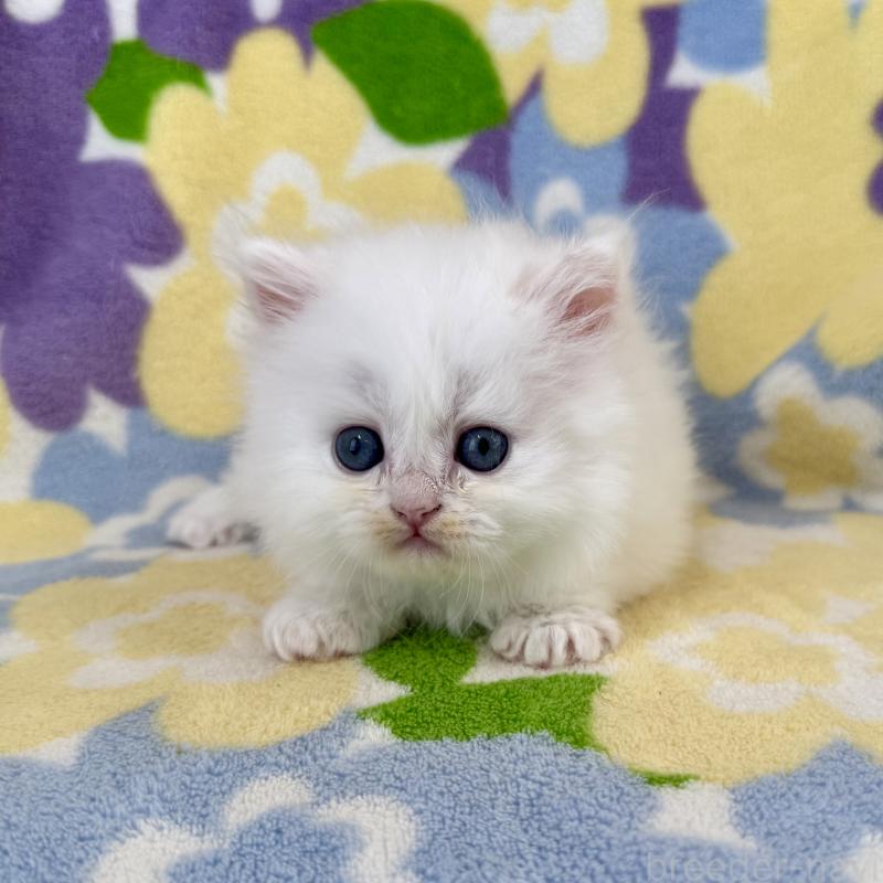 販売中の神奈川県のミヌエット-139489の5枚目