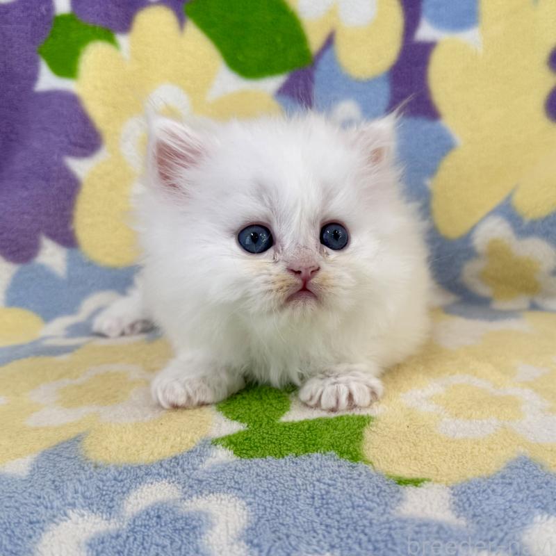 販売中の神奈川県のミヌエット-139489の4枚目