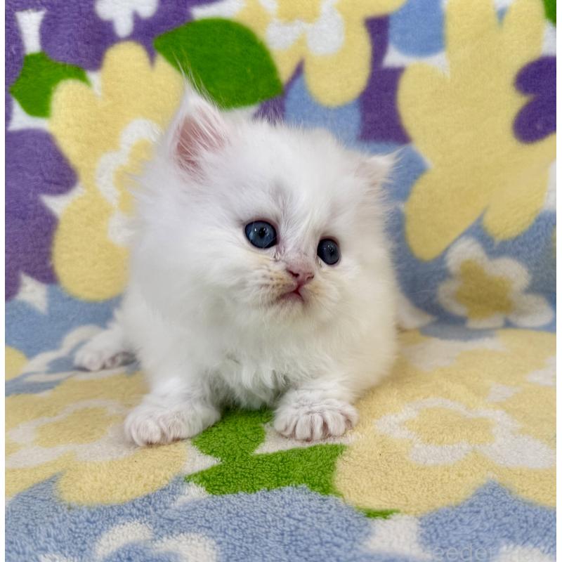 販売中の神奈川県のミヌエット-139489の3枚目