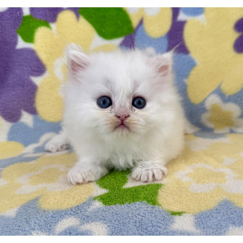 販売中の神奈川県のミヌエット-139489の2枚目