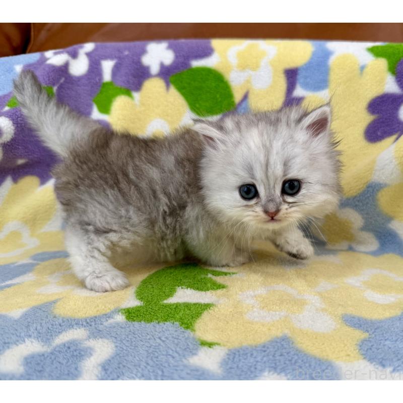 販売中の神奈川県のミヌエット-139490の9枚目