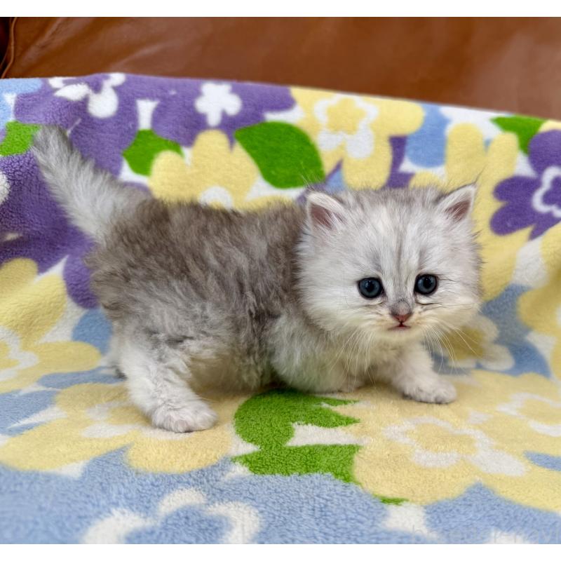 販売中の神奈川県のミヌエット-139490の8枚目