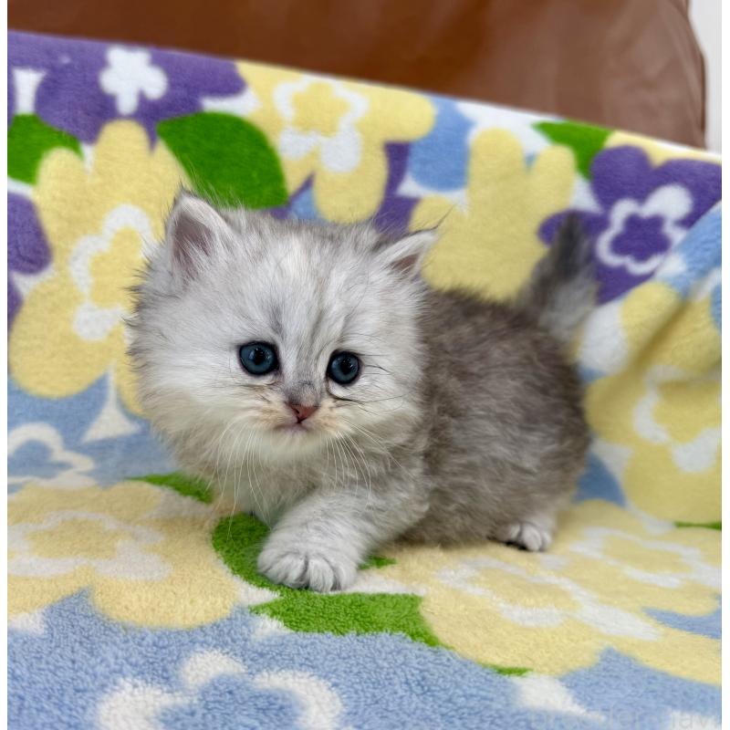 販売中の神奈川県のミヌエット-139490