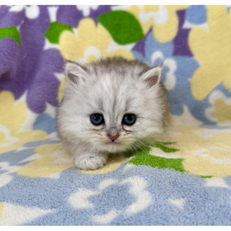 販売中の神奈川県のミヌエット-139490の7枚目