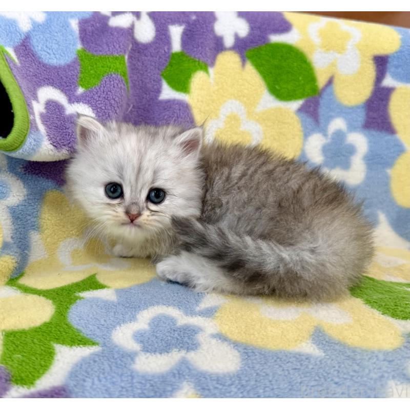 販売中の神奈川県のミヌエット-139490の6枚目