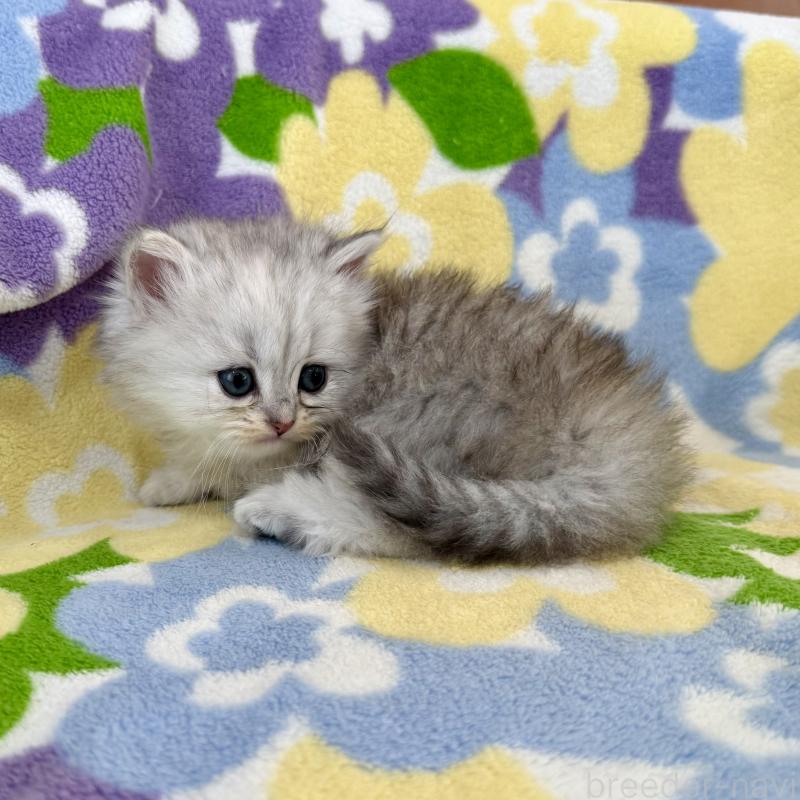 販売中の神奈川県のミヌエット-139490の5枚目