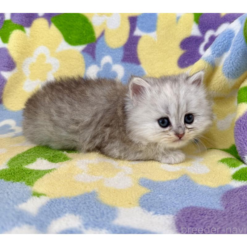 販売中の神奈川県のミヌエット-139490の4枚目