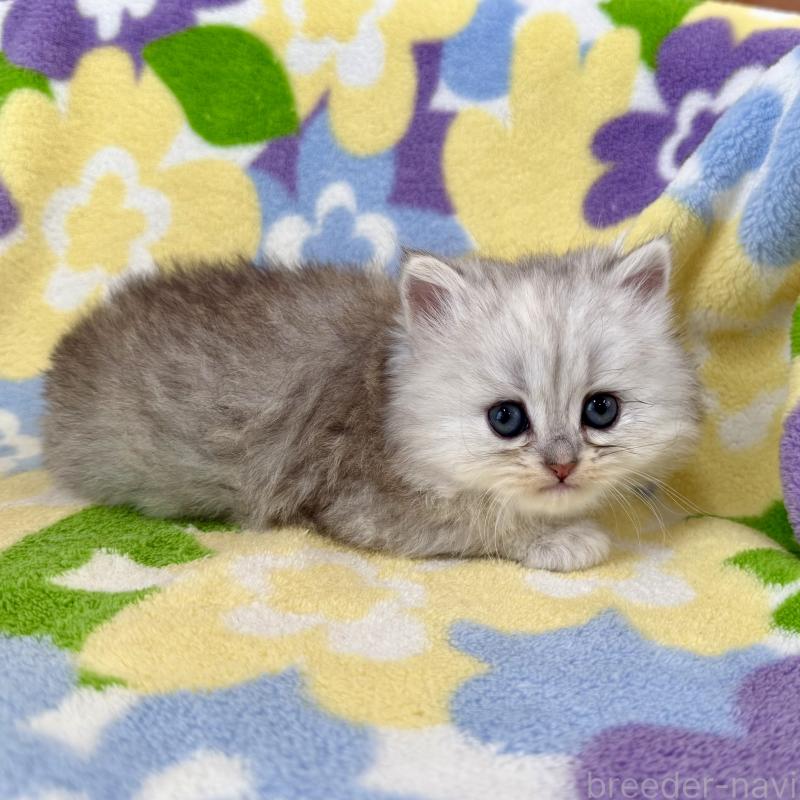 販売中の神奈川県のミヌエット-139490の3枚目