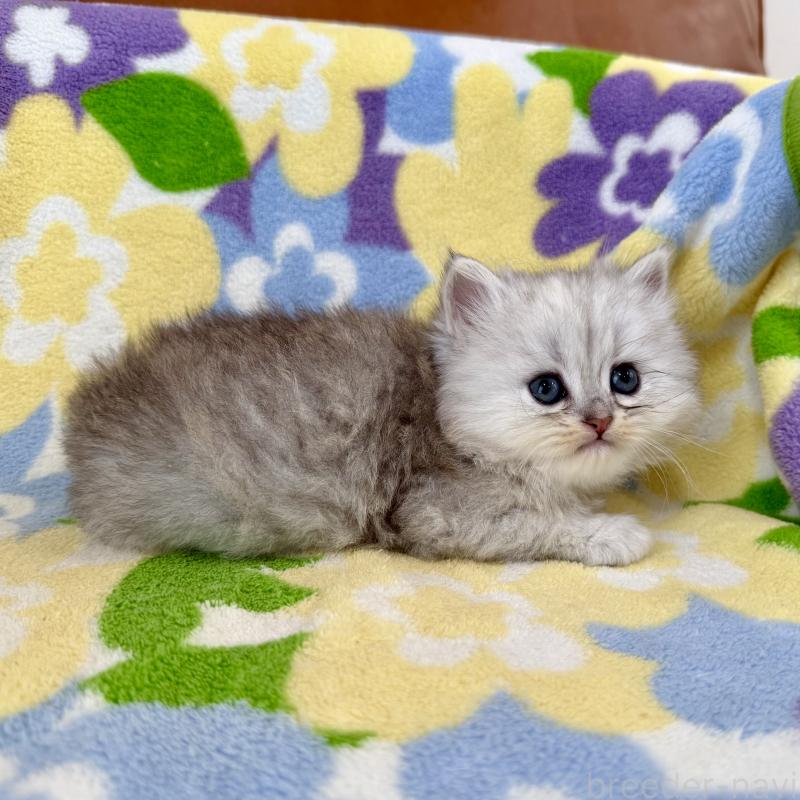 販売中の神奈川県のミヌエット-139490の2枚目