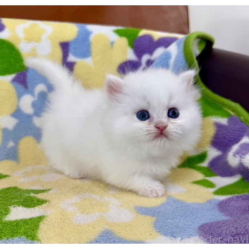 販売中の神奈川県のミヌエット-139491の9枚目