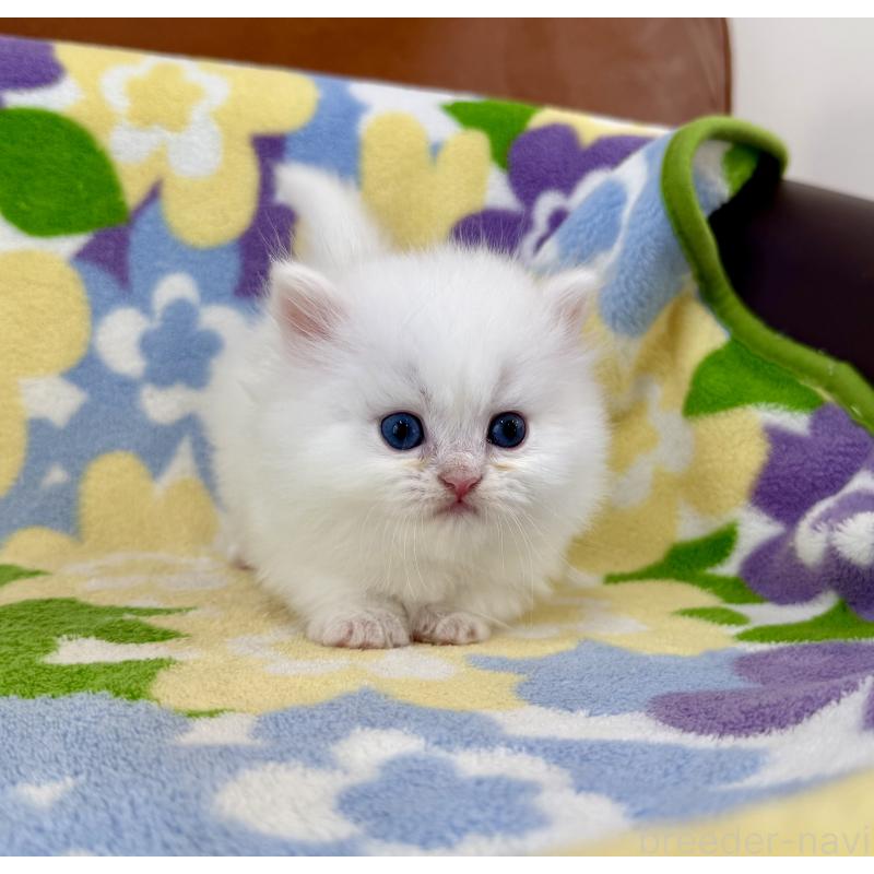 販売中の神奈川県のミヌエット-139491の8枚目