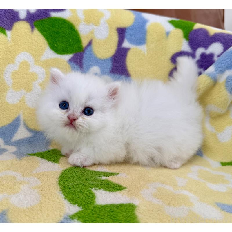 販売中の神奈川県のミヌエット-139491