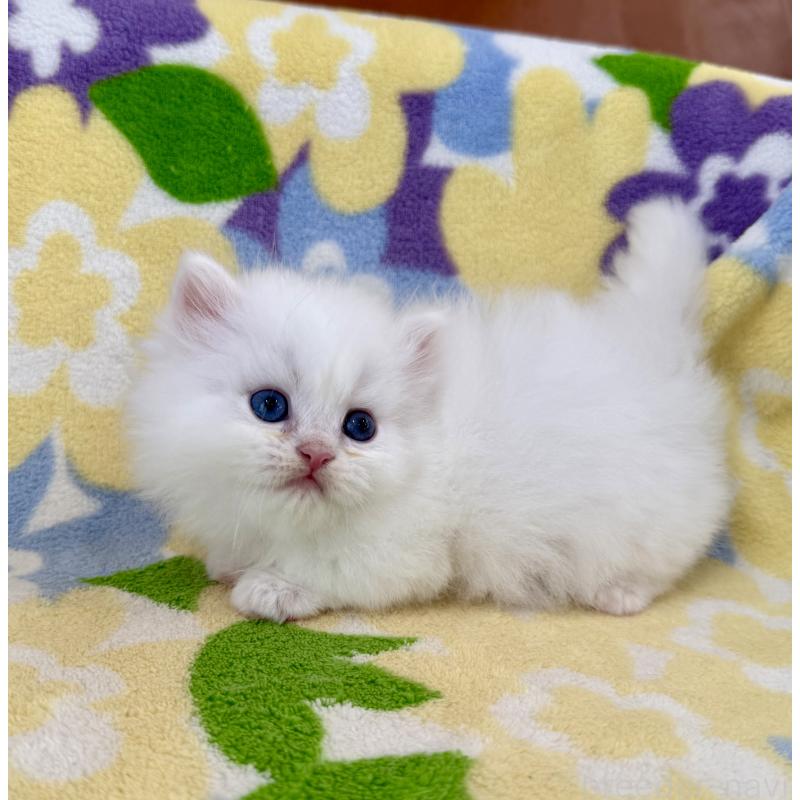 販売中の神奈川県のミヌエット-139491の7枚目