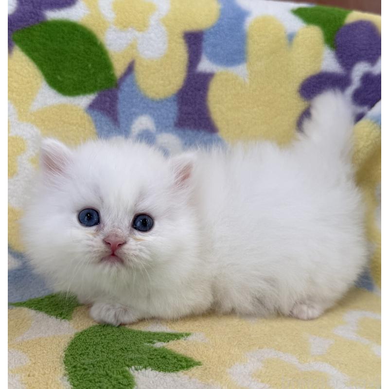 販売中の神奈川県のミヌエット-139491の6枚目