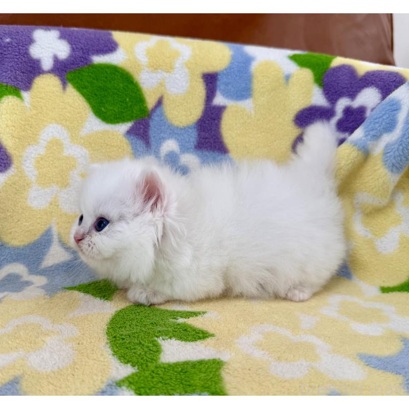 販売中の神奈川県のミヌエット-139491の5枚目