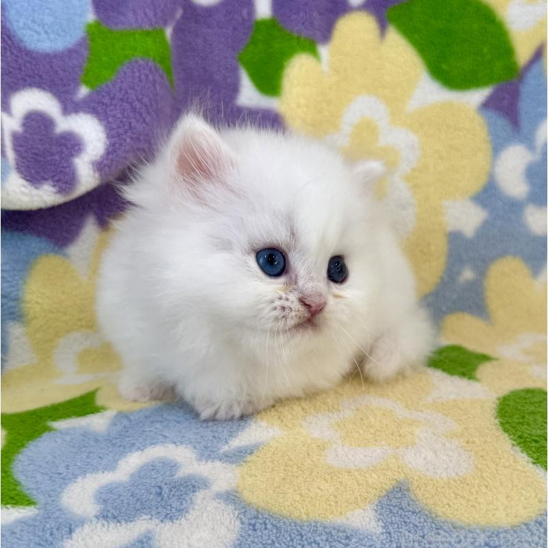 販売中の神奈川県のミヌエット-139491の4枚目