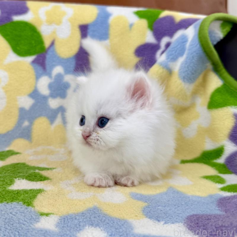 販売中の神奈川県のミヌエット-139491の3枚目