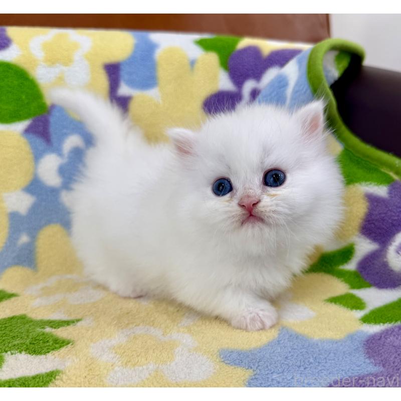 販売中の神奈川県のミヌエット-139491の2枚目