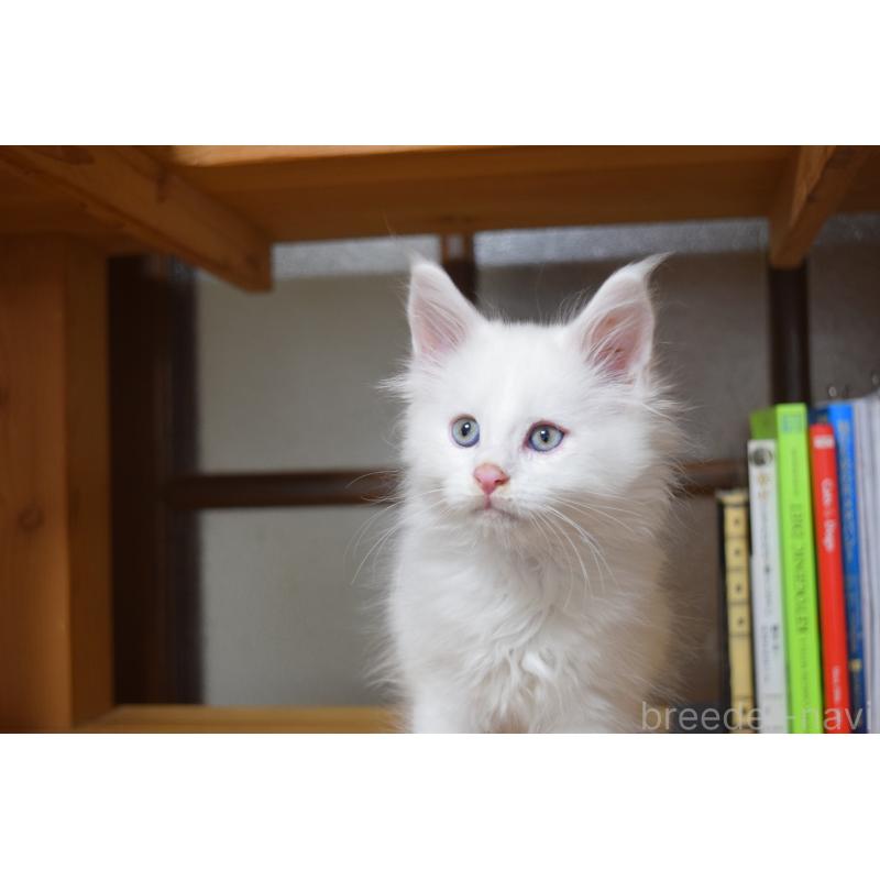 販売中の神奈川県のメインクーン-139492の8枚目