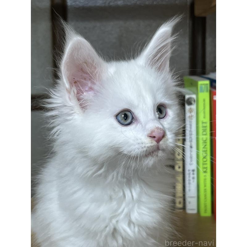 販売中の神奈川県のメインクーン-139492の6枚目