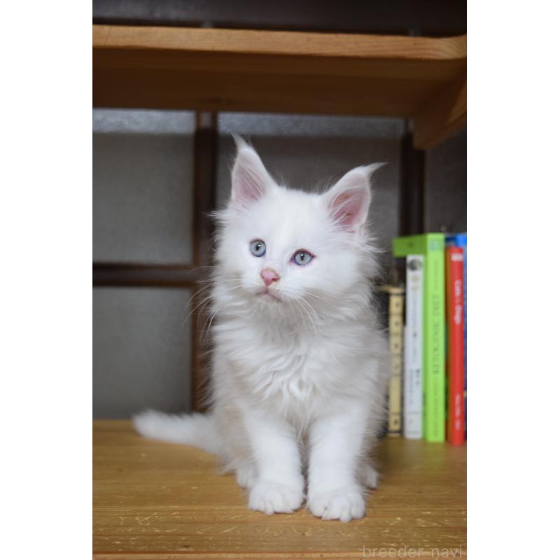 販売中の神奈川県のメインクーン-139492の5枚目