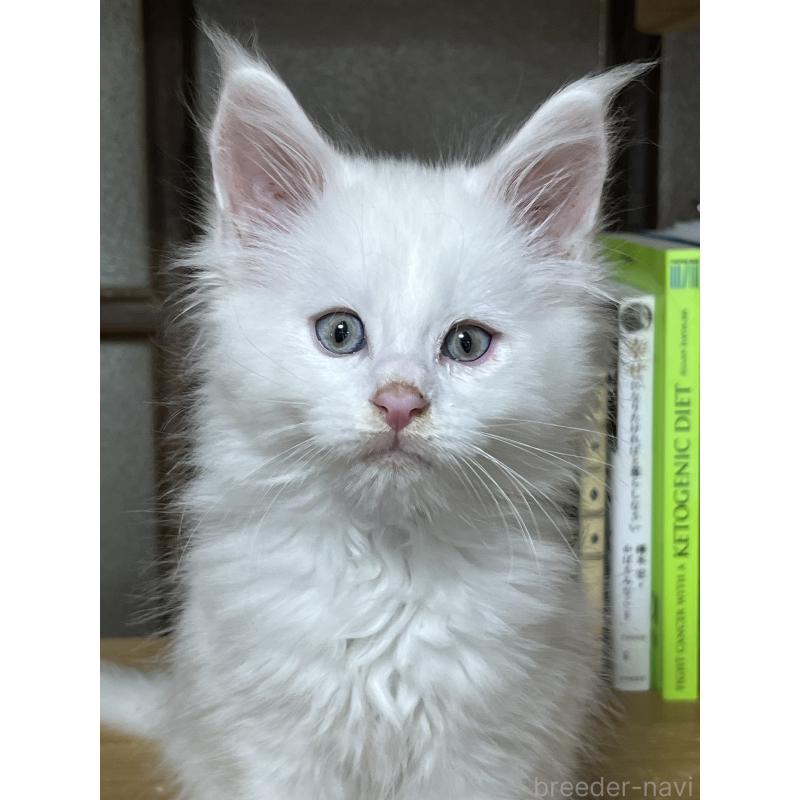 販売中の神奈川県のメインクーン-139492の4枚目