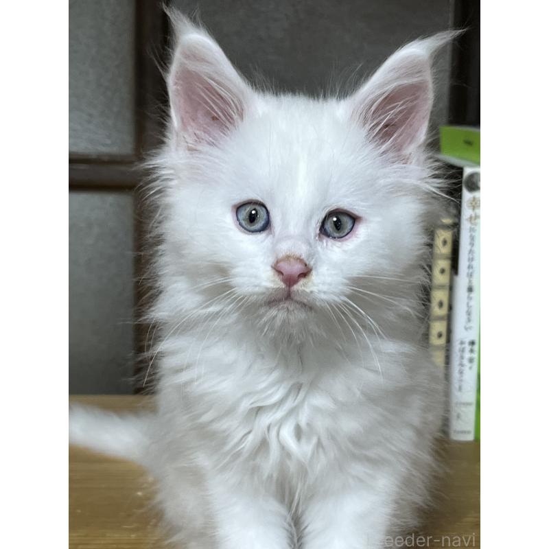 販売中の神奈川県のメインクーン-139492の3枚目