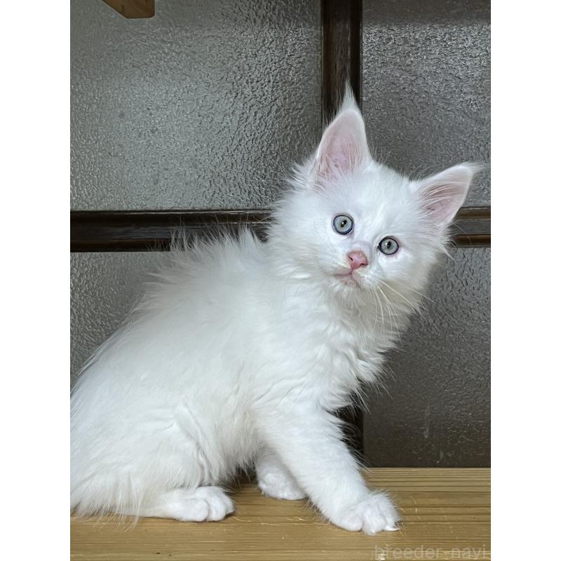 販売中の神奈川県のメインクーン-139492の2枚目