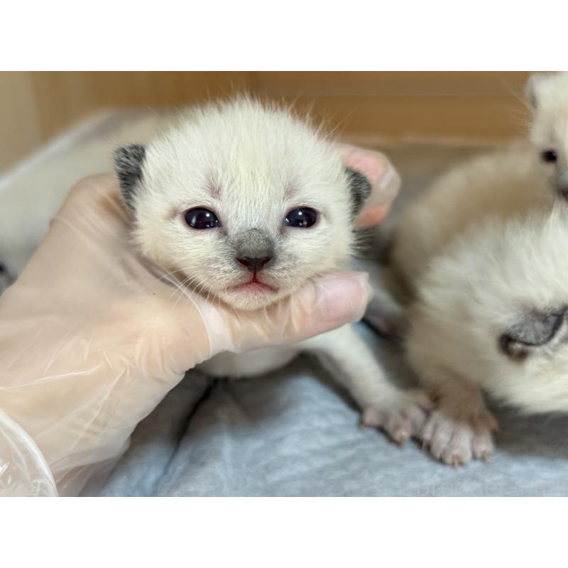 販売中の埼玉県のシャム(サイアミーズ)-139493の3枚目