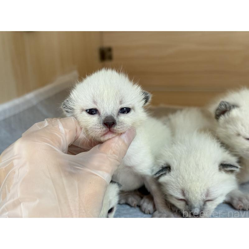 販売中の埼玉県のシャム(サイアミーズ)-139493の2枚目